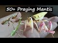 All My Praying Mantis, AGAIN!