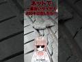 日本一安いタイヤで200キロ出した結果。。。#アジアンタイヤ