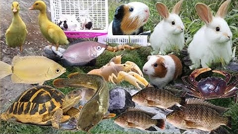 Ồ! Nhận cá nước ngọt con cá thật, cá rô, cá trê, cá rô đồng, cá mùi, rùa, thỏ con mầu trắng, chuột