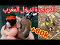 صيد الحسون المهاجر  أربع طفرات.(رأس أبيض) منضر جميل 😲في البرية أنضر المفاجأة 😱😱