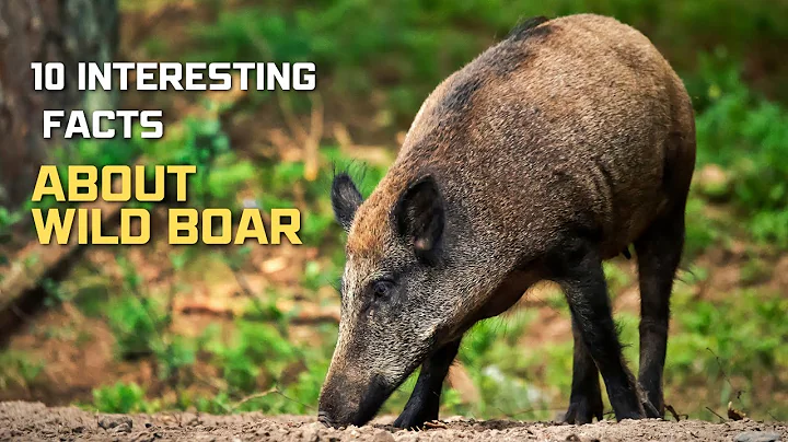 10 INTERESTING FACTS ABOUT BOAR | #AnimalsandPets