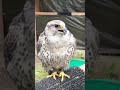 【ハヤブサ】今日もサイレンのように鳴き叫ぶハヤブサ