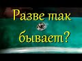 Пара маленьких сапфировых попугаев вывела мальков