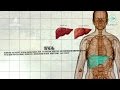 Шокирующая статистика | Ислам и медицина об алкоголе