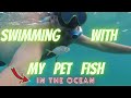 Swimming With My Pet Fish in The Ocean - Snorkeling in the Caribbean around St. John USVI