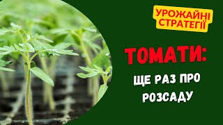 Розсада томатів: ще раз про головне. Амінокислотне підживлення, антистрес - рецепт