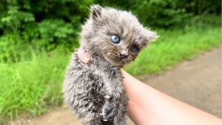 She Stopped for a Tiny Kitten in the Road… Then She Realized Something Was Wrong