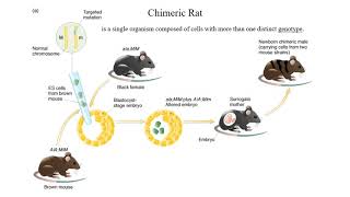 Genotoxicity, Carcinogenicity and Teratogenicity