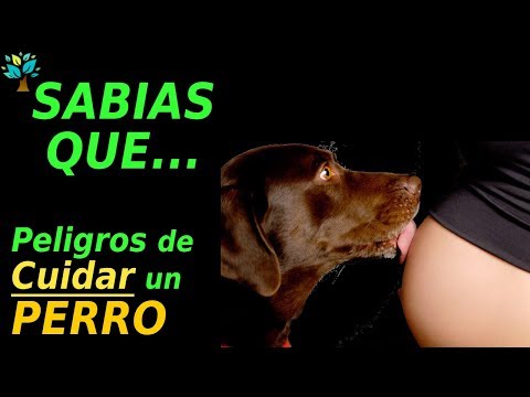 Video: ¿Cuánto tiempo lleva entrenar a un perro?