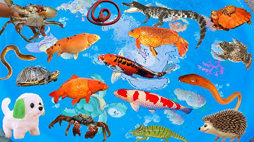 Đi Thăm Vườn Của Bạn Cún, Bắt Cá Koi Trong Ao, Cá Sấu Chạy Trốn, Chú Nhím Nhút Nhát, Rùa Braxin