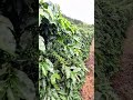 Perawatan tanaman kopi untuk mengatasi hama #farming #agrikultur #agriculture #teknikpertanian