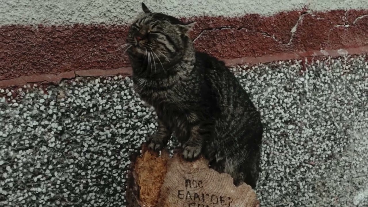 51FAB67C 2378 45F2 A02D 019A967848CC