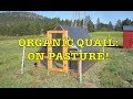 Organic Quail #3: Out on Pasture!