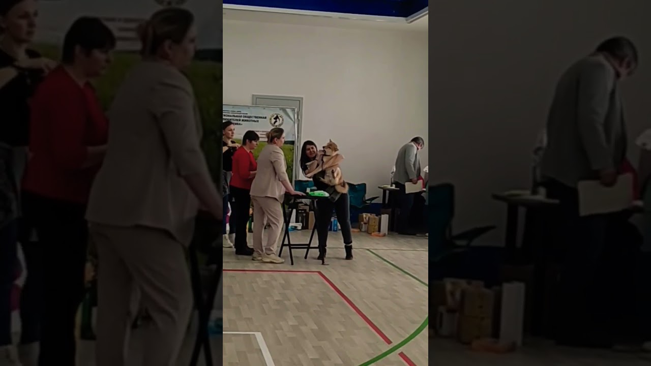 ВЫСТАВКА СОБАК 2024 г. Волгоград 