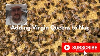 Adding Virgin Queens