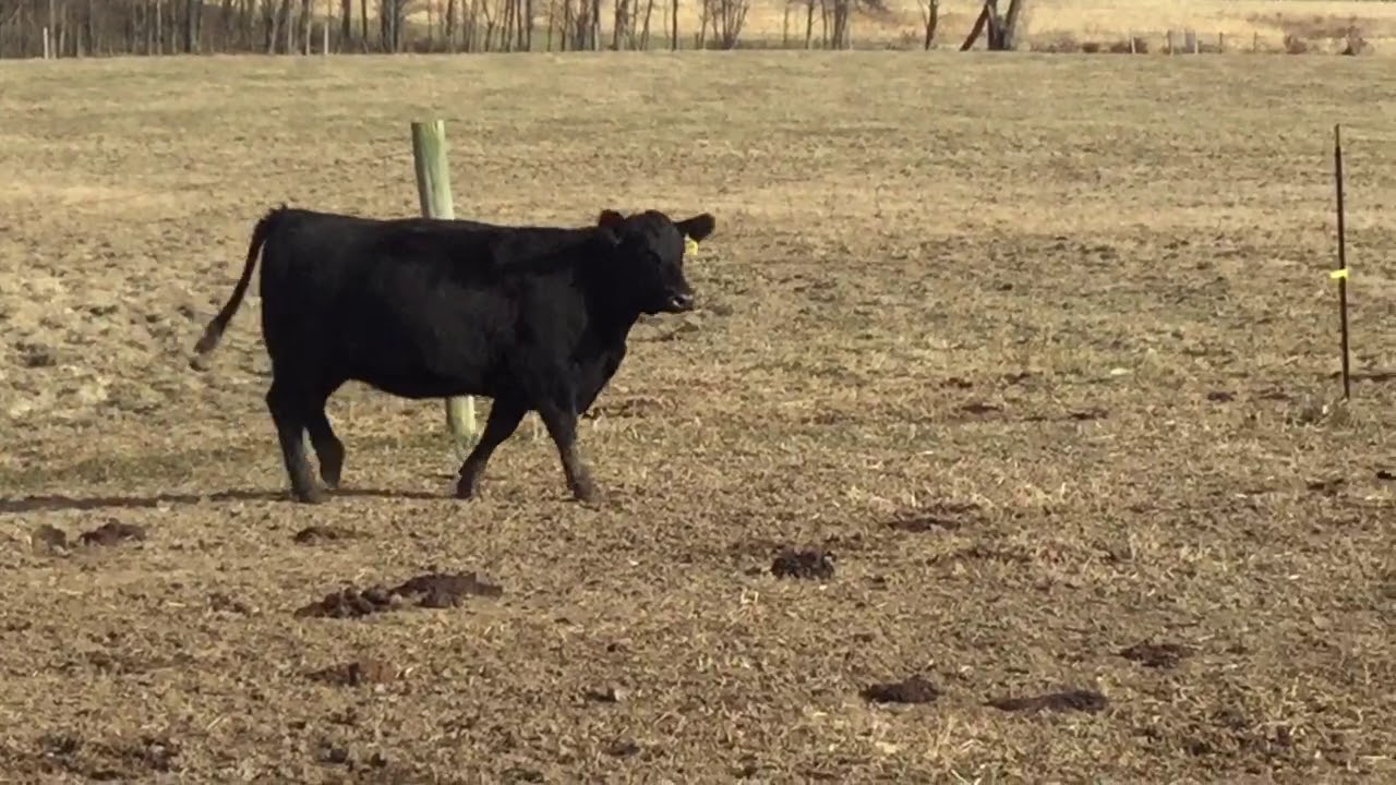 Lot 23-2019 - SAV Blackcap May 8560