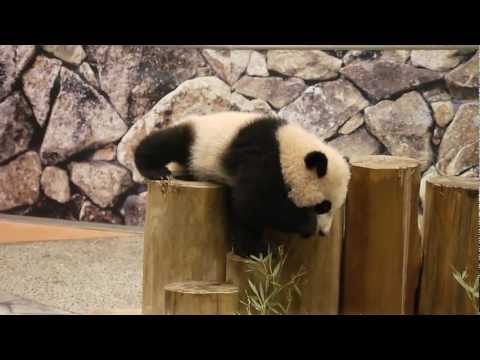 食べながらのぼる仔パンダ優浜(アドベンチャーワールド)