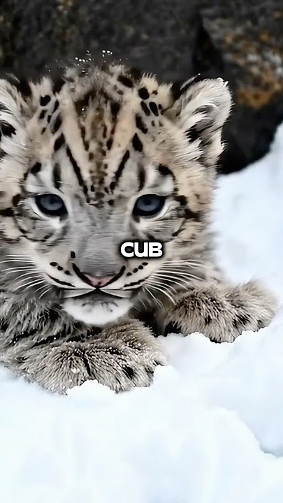 Old Man Teaches Orphaned Snow Leopard Cub to Survive Winter!