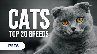 Top 20 Cat Breeds in the World