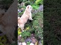 小狗: 兔子你出来! Cairn Terrier dog Hunting the Bunny #Shorts の動画、YouTube動画。