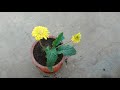 Tips on growing Gerbera daisy in a container successfully