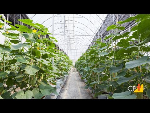 Vídeo: Cultivo De Pepinos E Beladonas Em Uma Estufa