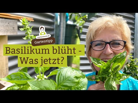 Video: Blühende Basilikumpflanze - Was tun, wenn Basilikum blüht?