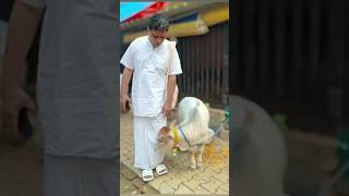 Acharya Balkrishna gau seva  youtube viral videos cow short video