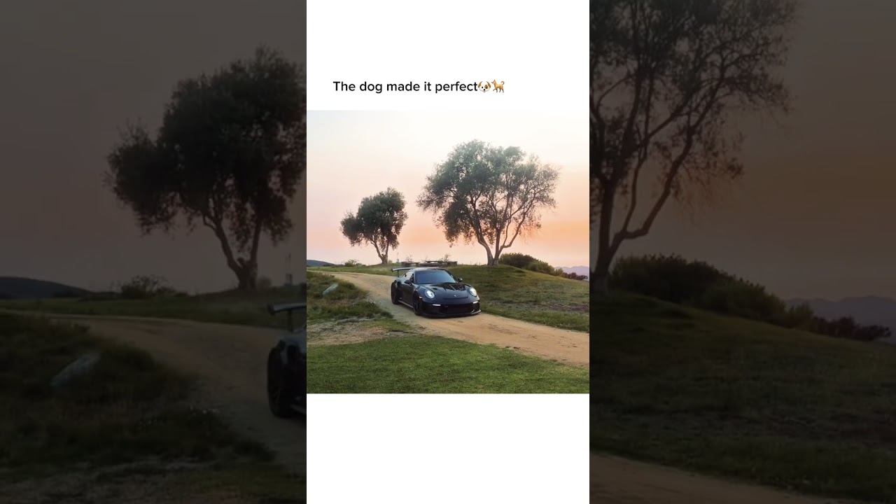 dog and porsche 