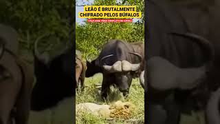 BÚFALOS DETONAM LEÃO COM CHIFRADAS #shorts #shortsvideo #shortsviral #shortsfeed