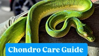 Comprehensive Green Tree Python Care Guide with Phil of Constrictly Business