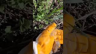 A Man Found A Baby Mouse And Gave Back To His Mom baby mouse animals