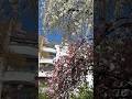🤍🩷 #cherryblossom #kirschblüten #sakura #perfect #nature #blossom #germany #сакура #красиво #love