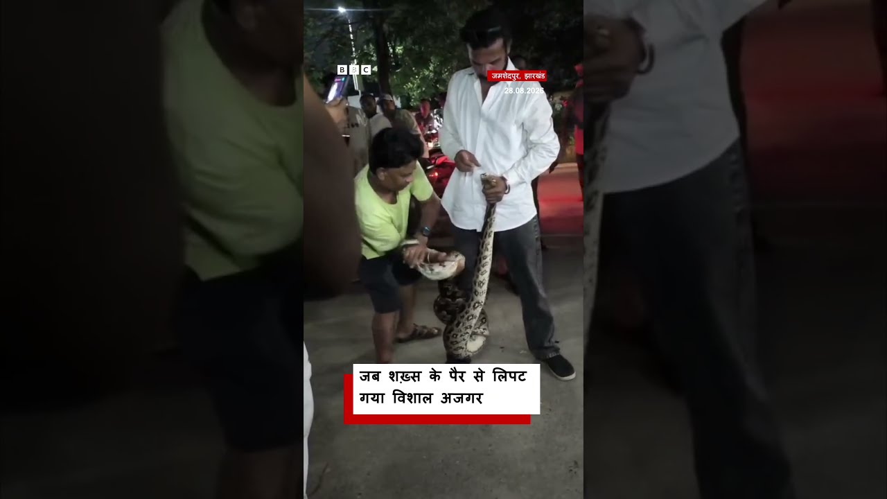 ये शख़्स अजगर को रेस्क्यू करने आया था, लेकिन अजगर उसके पैर से लिपट गया, फिर उसे कुछ इस तरह हटाया गया