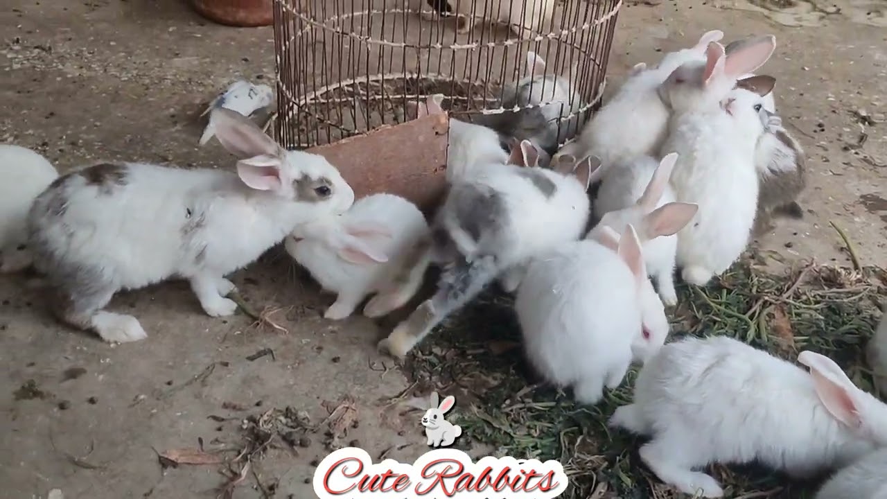 खरगोश के बच्चे एक साथ खाते में बहुत प्यार े लगते हैं 🐰🐇👌😘 animals Family cuteness