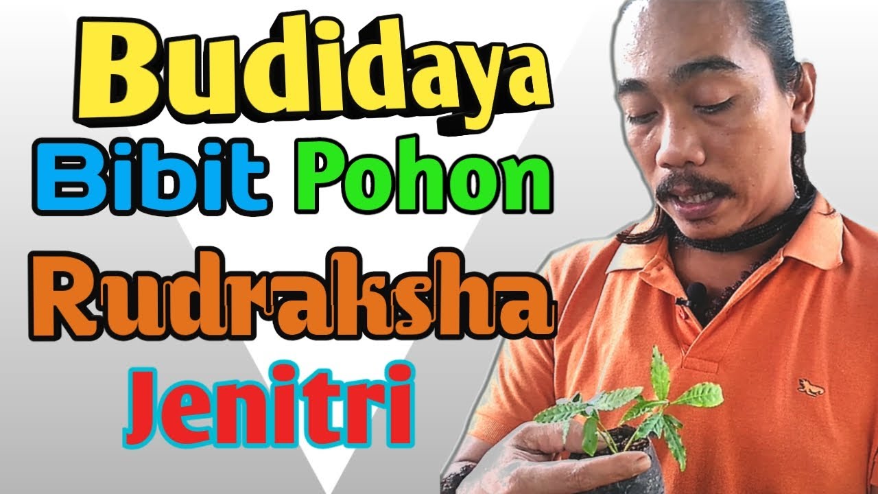 Cara Budidaya Pohon Jenitri 