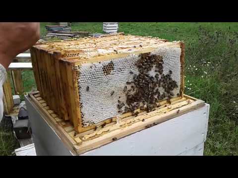 Видео: Карника Пешетц, что с мёдом.