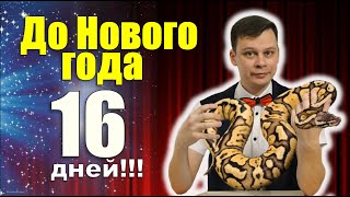 Фокусы под новый год или Волшебное время (16 декабря)/Christmas Magic time (16 December)