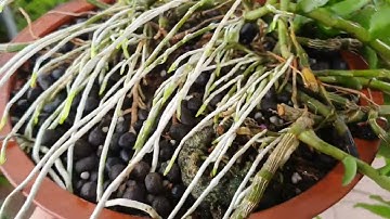 Chăm sóc lan mùa nắng nóng, khắc phục triệt mầm gốc không ra rễ, phong lan rừng pv