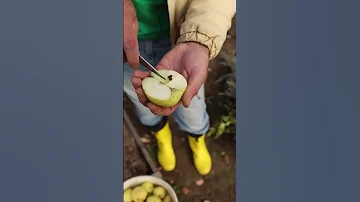 Выращиваем яблоню из косточки!