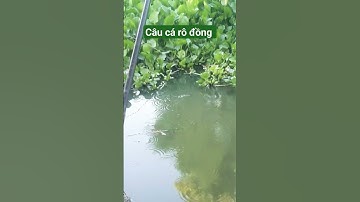 Câu cá rô đồng mùa khô hạn @chuachactv