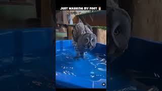 washing feet 🦉 #owls #owl #owls #shortsvideo #animals #birds #birdsofprey #shortsfeed