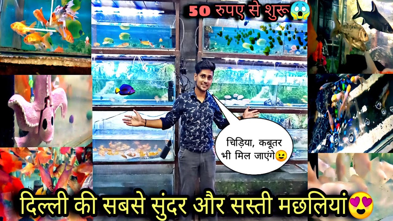Cheapest Fish Shop In Delhi Fish Aquarium Shop In Delhi Garib Vlogger YouTube