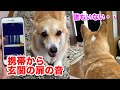 ドッキリに気付いた時の反応が可愛いw・・【コーギー】　Corgi that has a cute reaction when she realize the prank