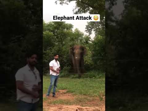 Elephant Attack In Sri Lanka I Shorts Subscribe