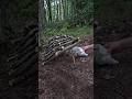 Survival skills: SMART and USEFULL idea DIY animal cage in the wild #bushcraft #outdoors #wildlife