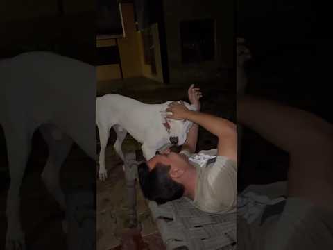 Mouser🔥|Rakshit Beniwal #shorts #bullykutta #beniwal #bestquality #petlovers