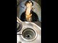 【閲覧注意】台所の排水溝つまり後の排水管高圧洗浄！キッチン排水管から油が出続ける…#Shorts [Blocked Drain]