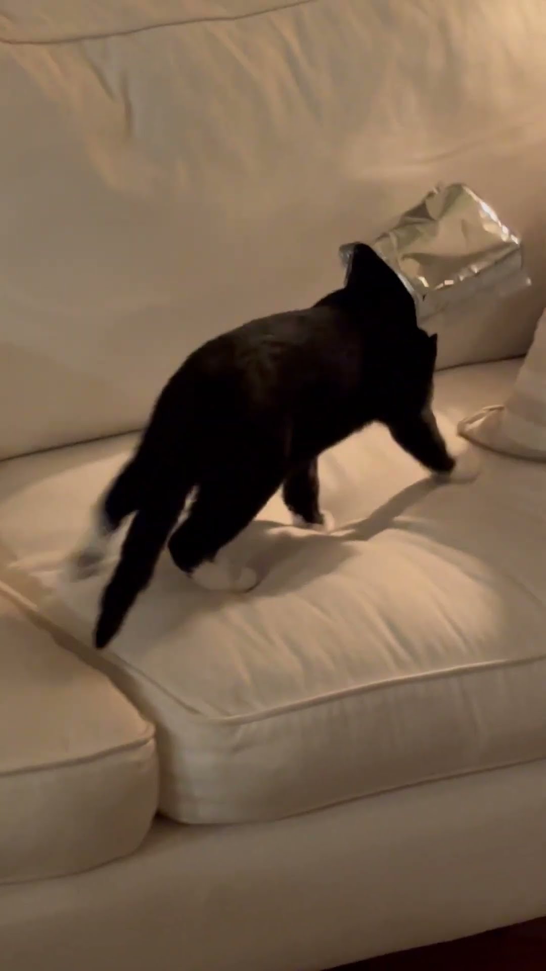 Nothing Unusual About Cat's Bag Head Situation || ViralHog