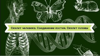 Биология 8 класс $8 Скелет человека. Соединение костей. Скелет головы Биология 8 класс $8 Скелет человека. Соединение костей. Скелет головы